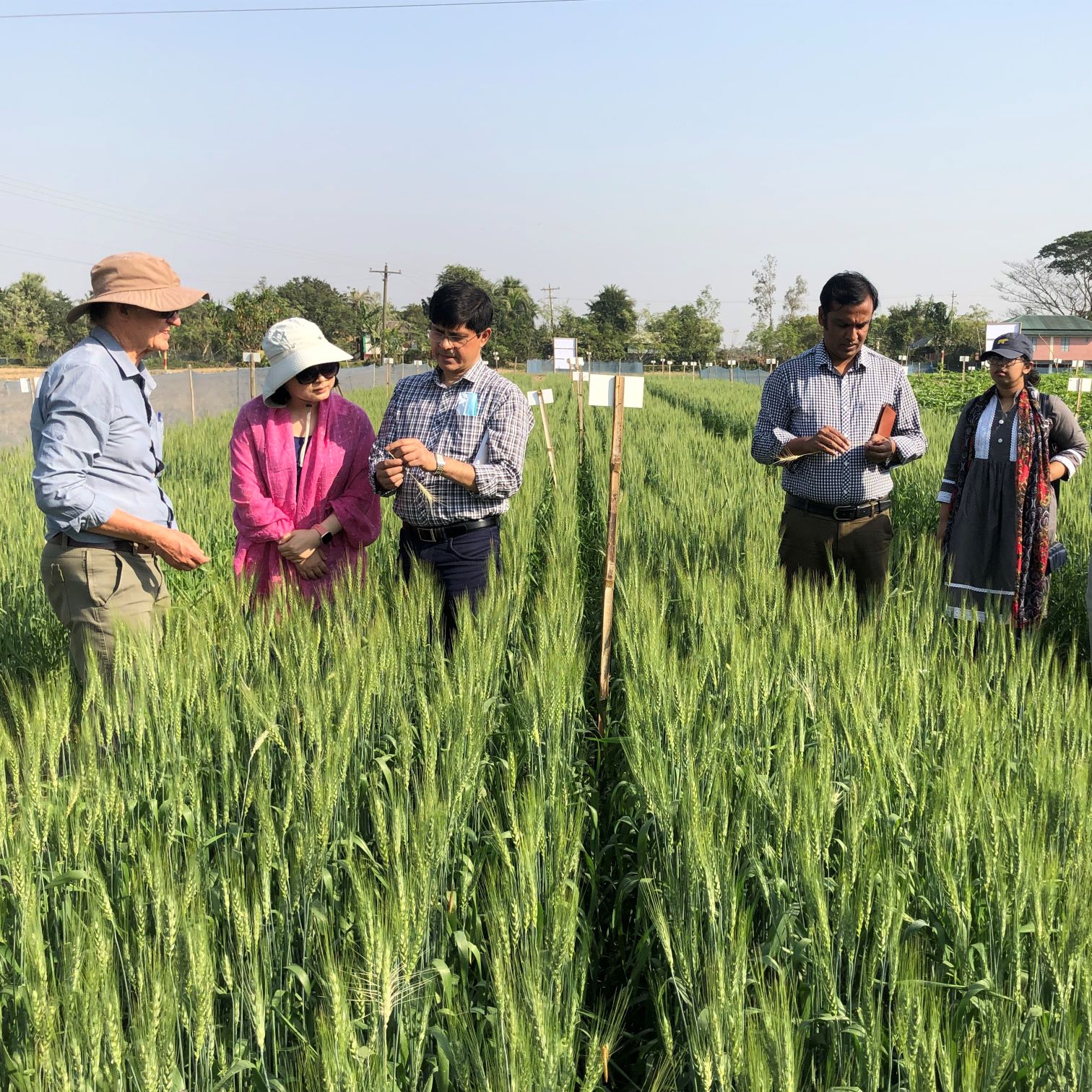 Five people standing in a crop field