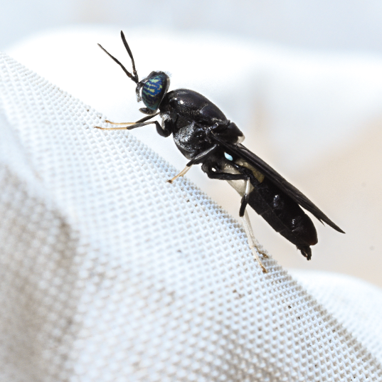 A close up of a black solder fly