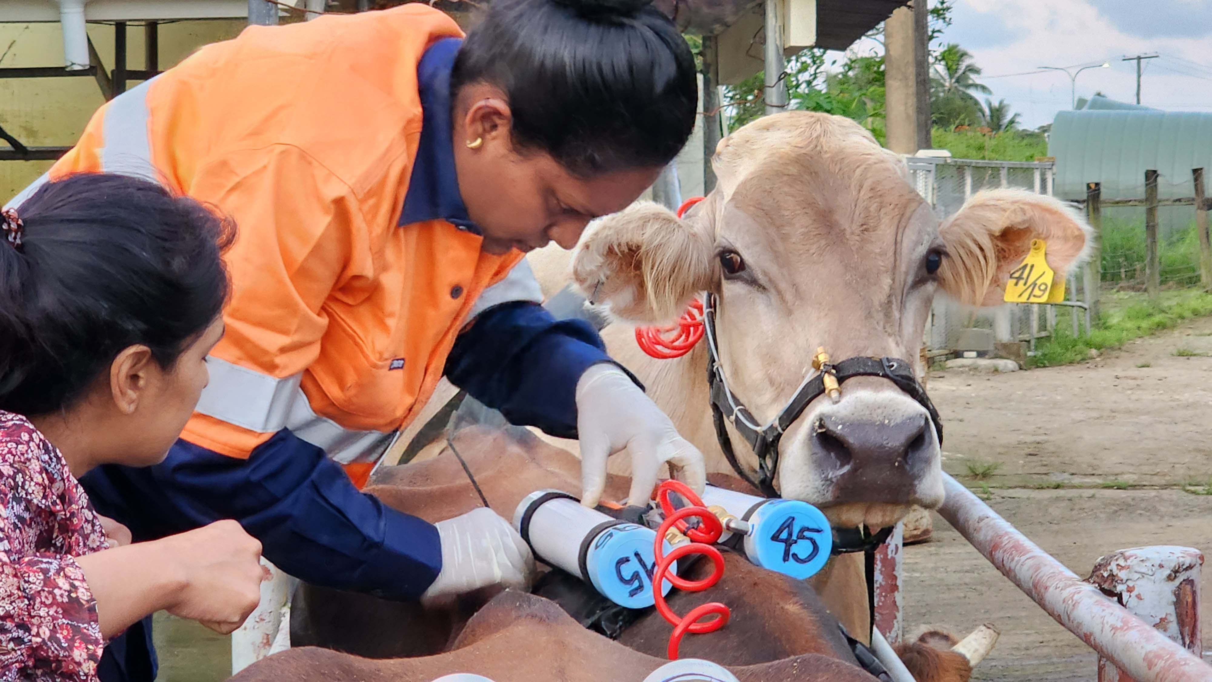Researchers in Fiji install cannisters on cattle to measure gas emissions as part of efforts to monitor greenhouse gas emission from livestock. 