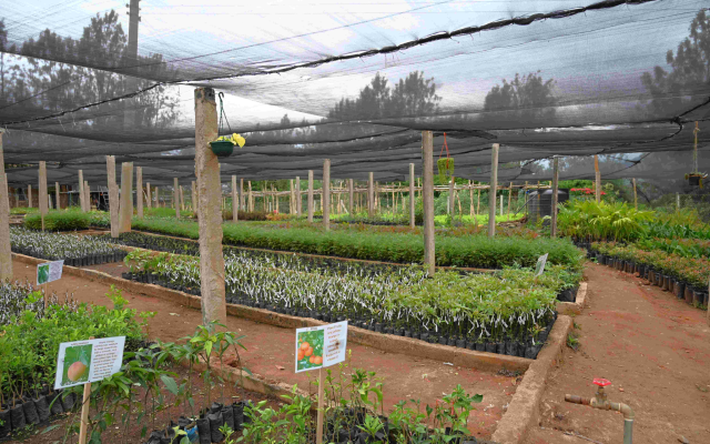 Nursery of fruit tree seedlings