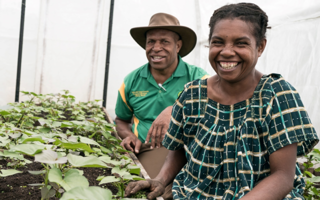 A man and a woman inside a white greenhouse with a bed of small sweetpotato plants