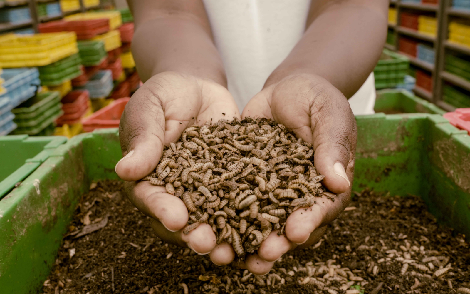 Hands holding insect larvae 