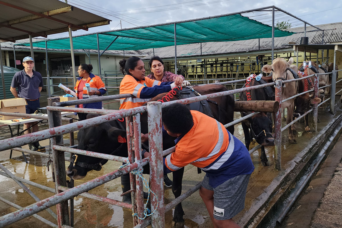 A group of people in orange high-visibility shirts working with cows in pens