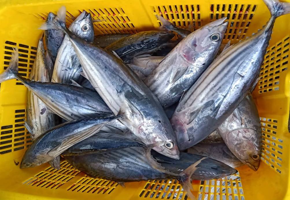 A yellow basket of fish (Tuna)