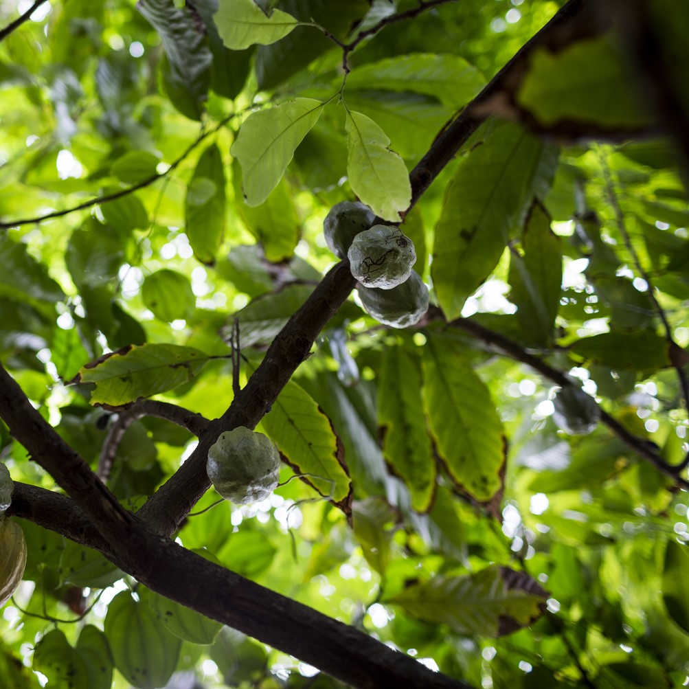 Leaves and fruit on a tree