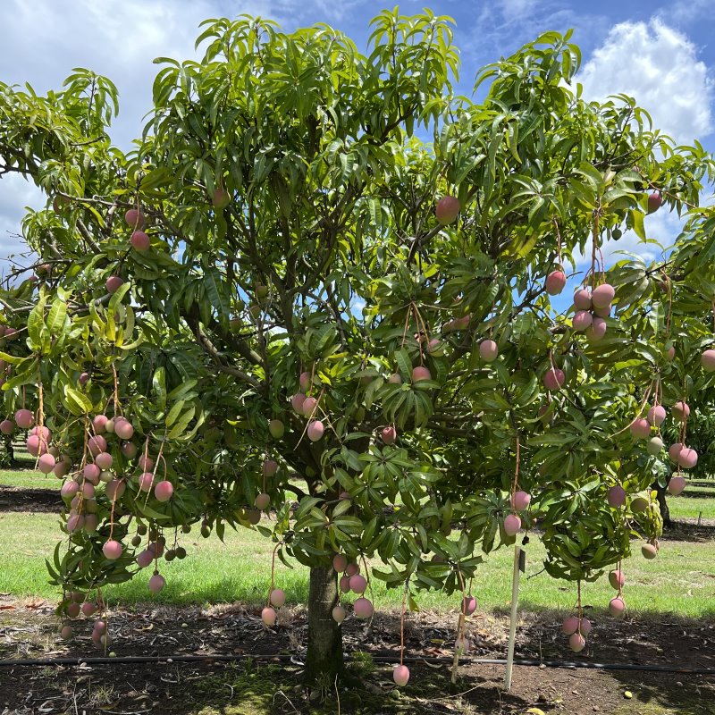 Mangoes growing on a tree