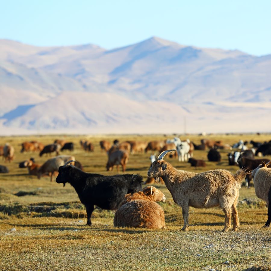 Herd of goats and sheep in a field with mountains in the background