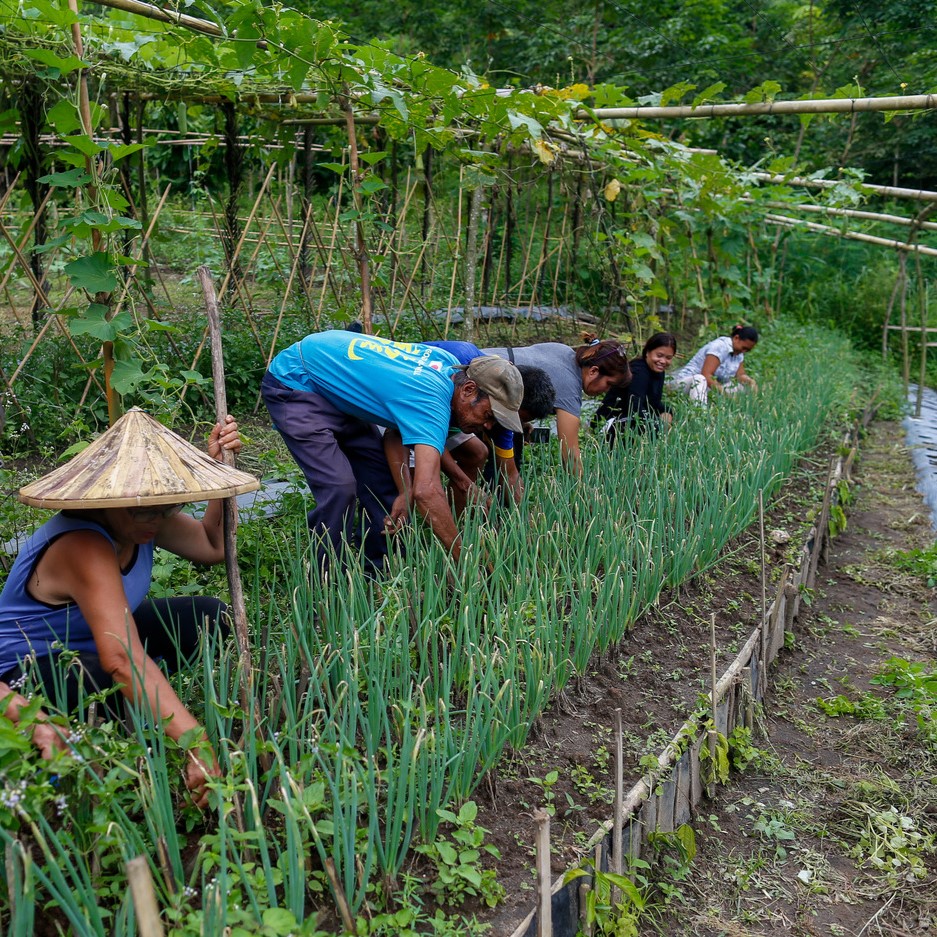 Farmers working in a field