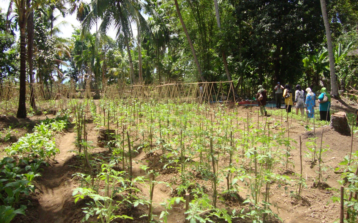 A plot of tomato plants