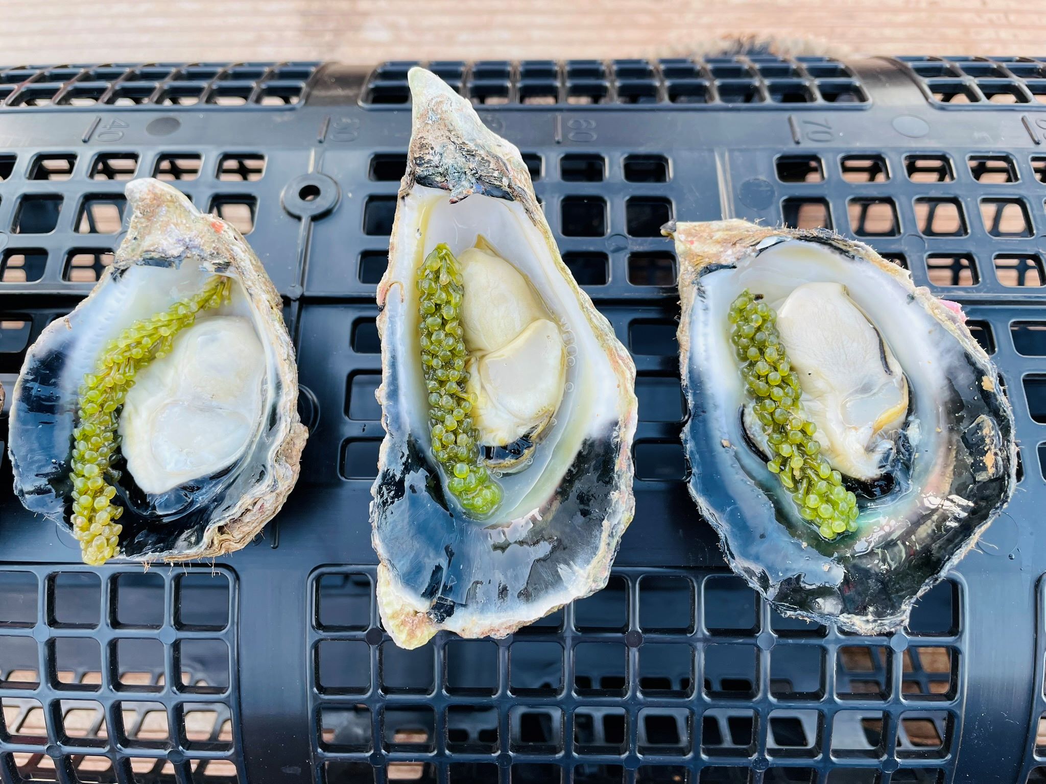 Tropical blacklip rock oyster with seaweed on top 