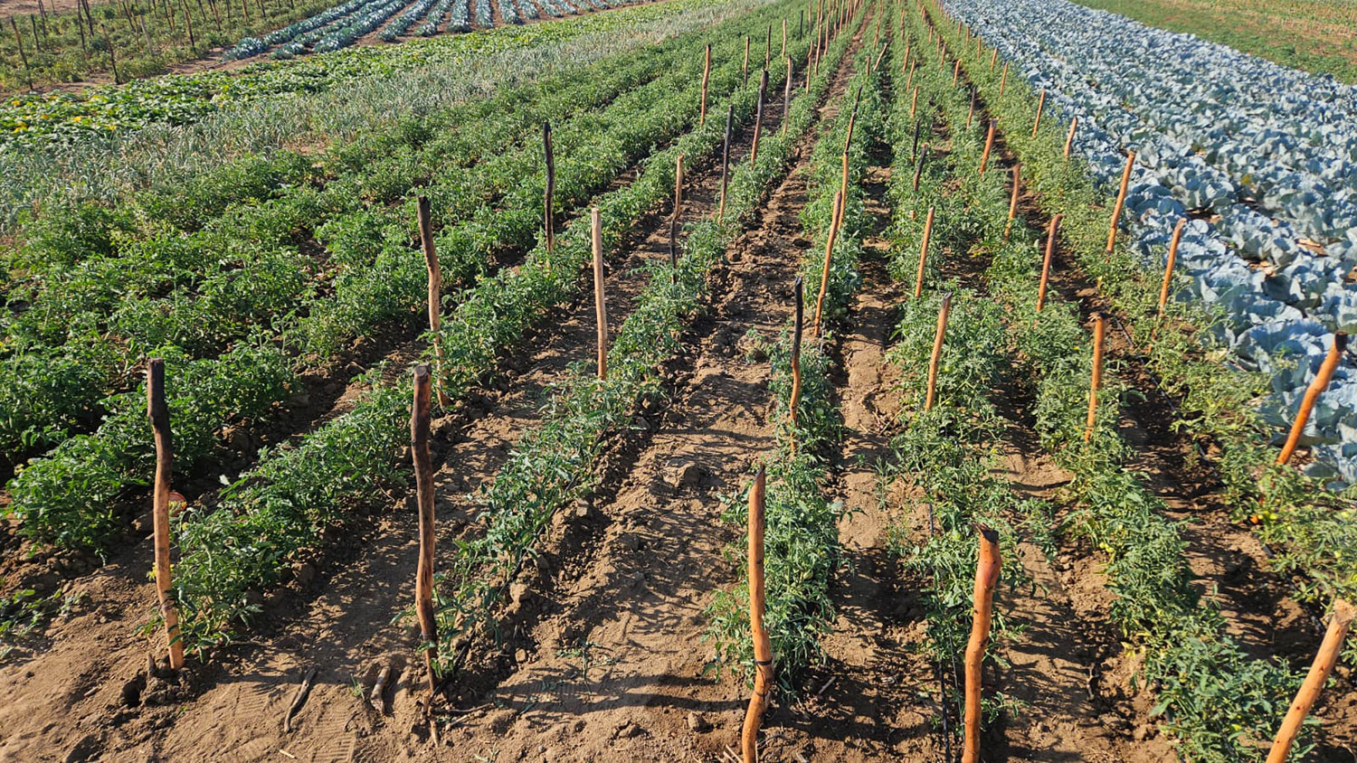 Circular approach to vegetable farming