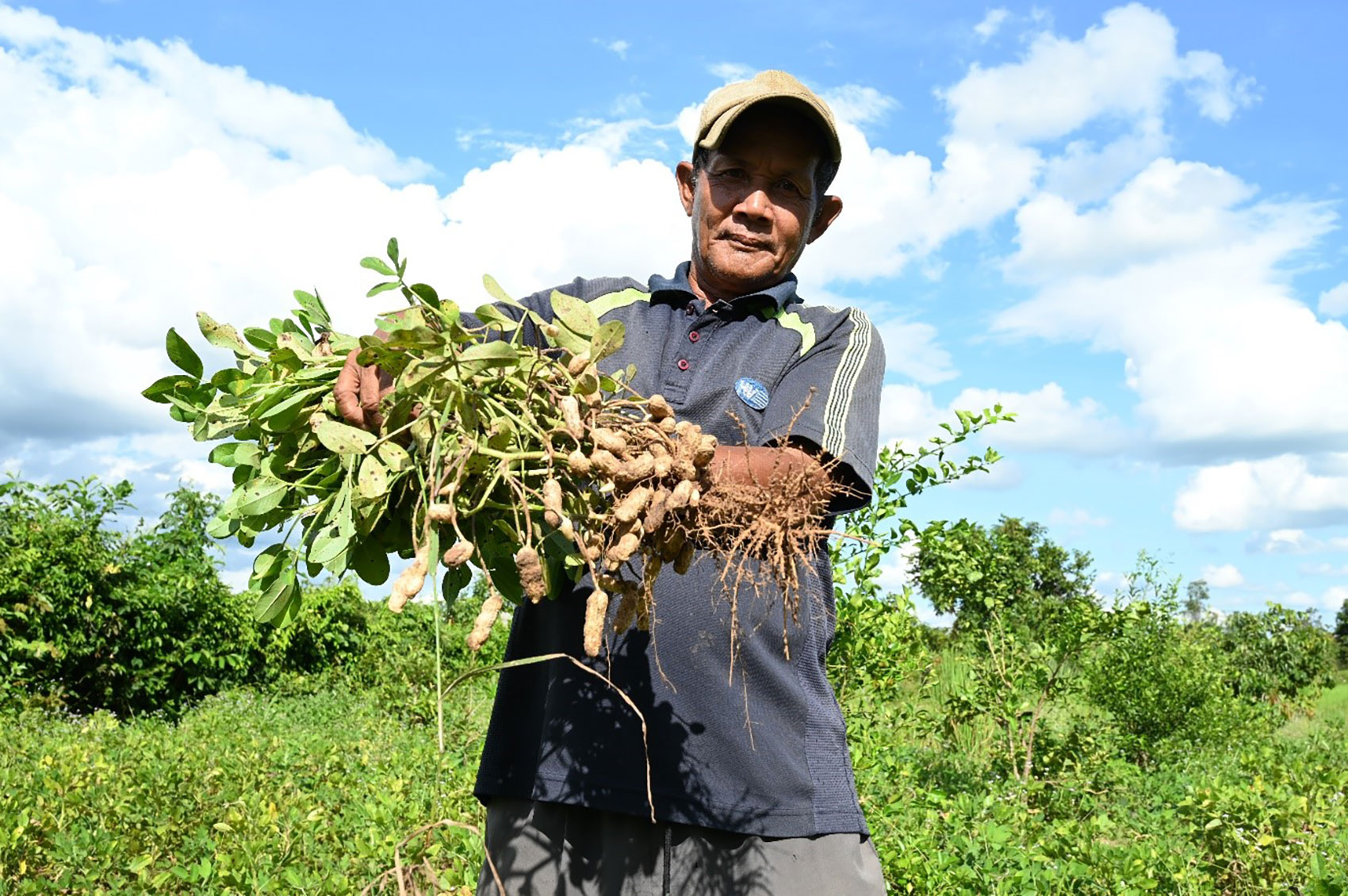 Farmer Oum Samun showcases a healthy peanut plant.