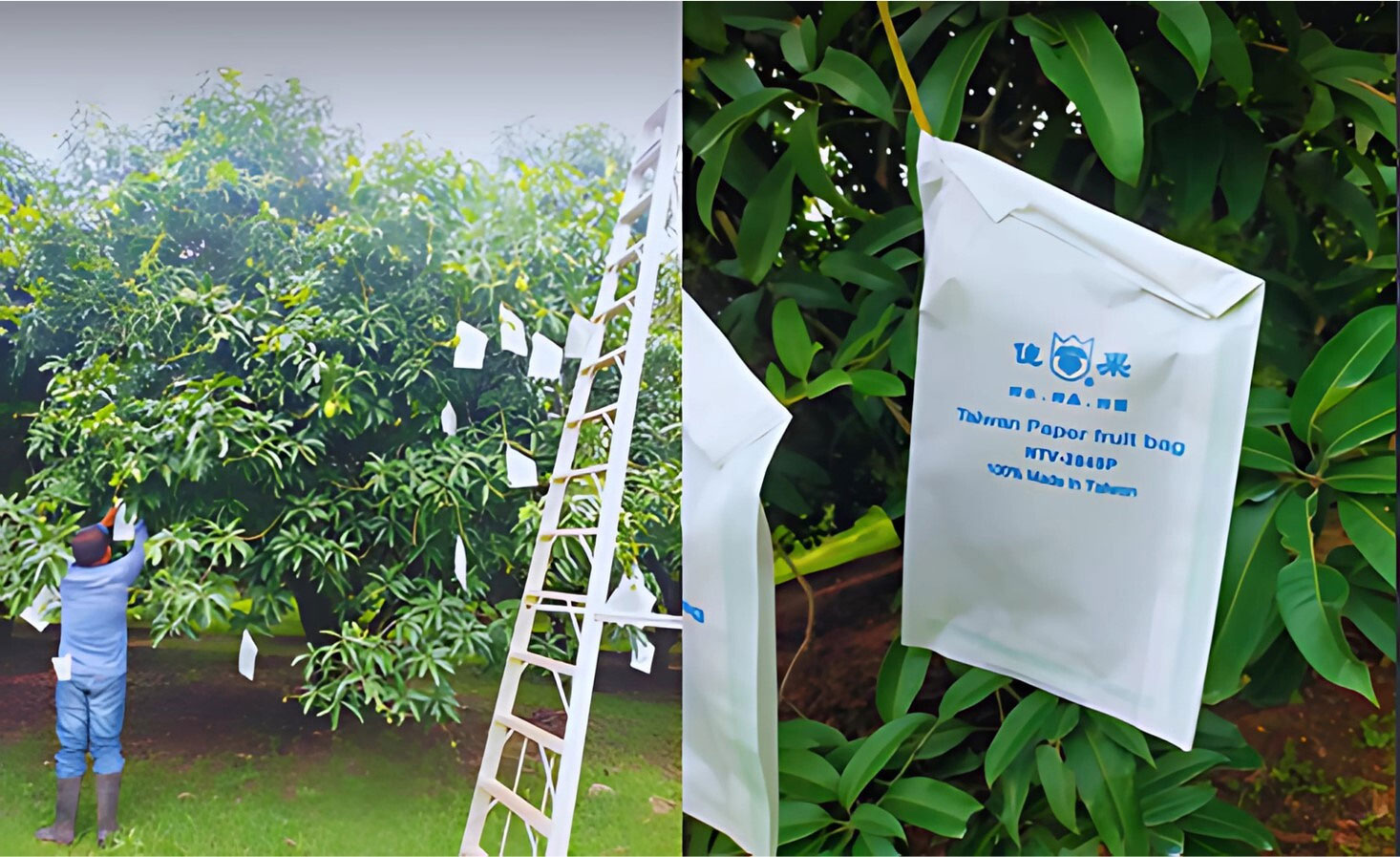 Taiwan paper fruit bag