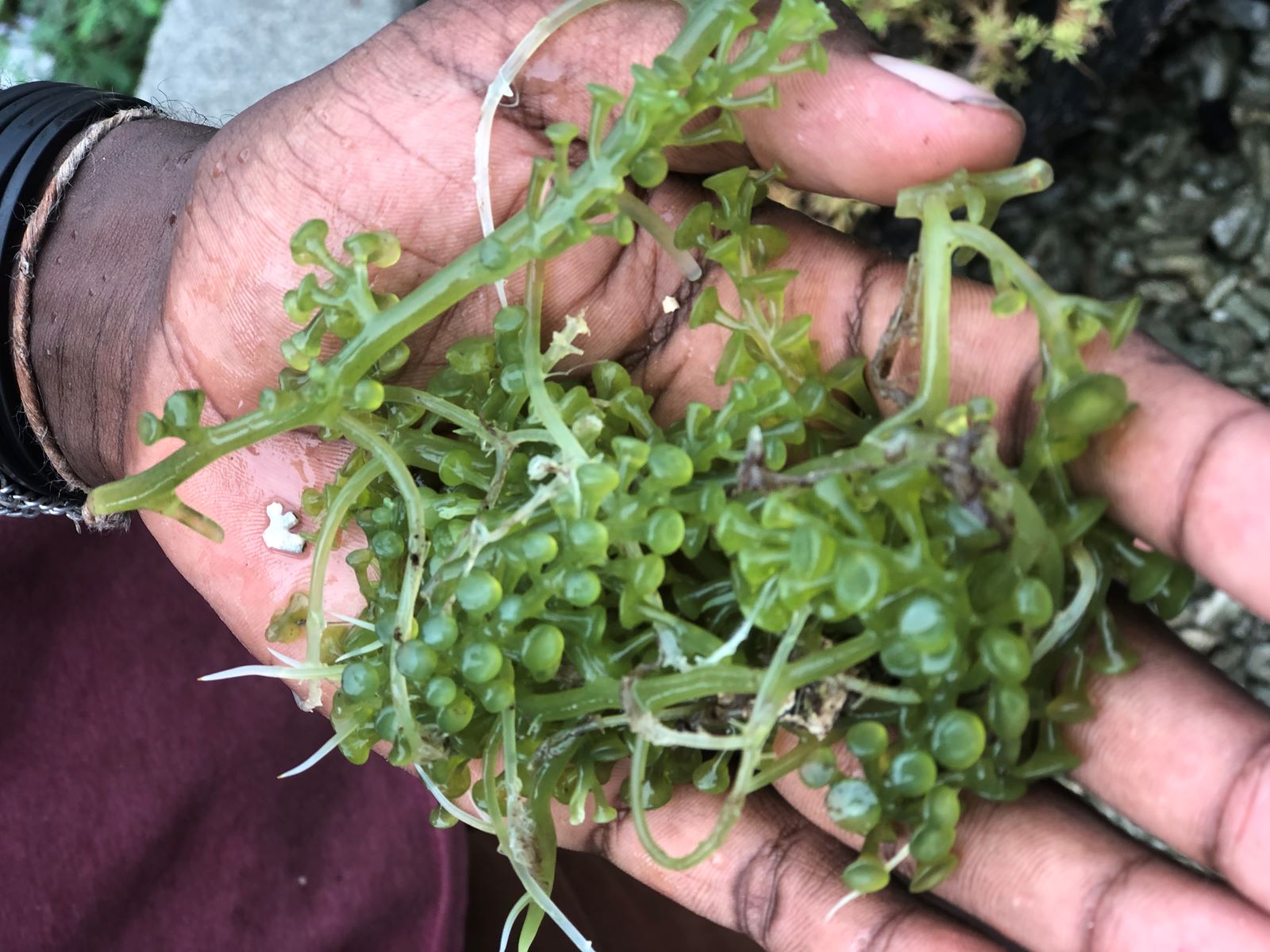 Seagrapes in the palm of a hand