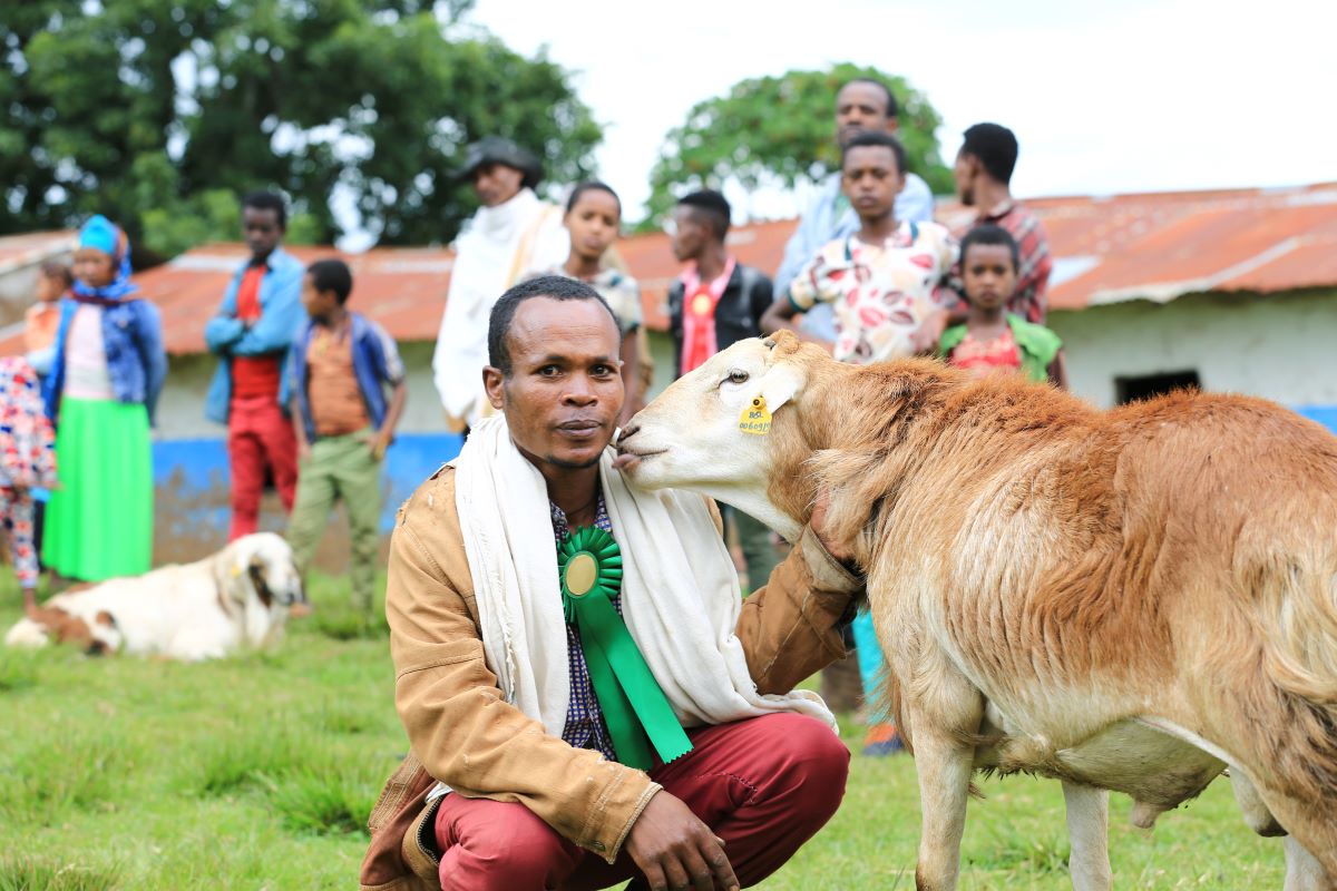 Man crouching down next to a sheep