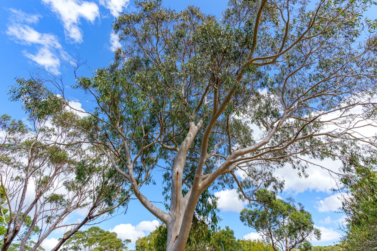 Eucalyptus tree