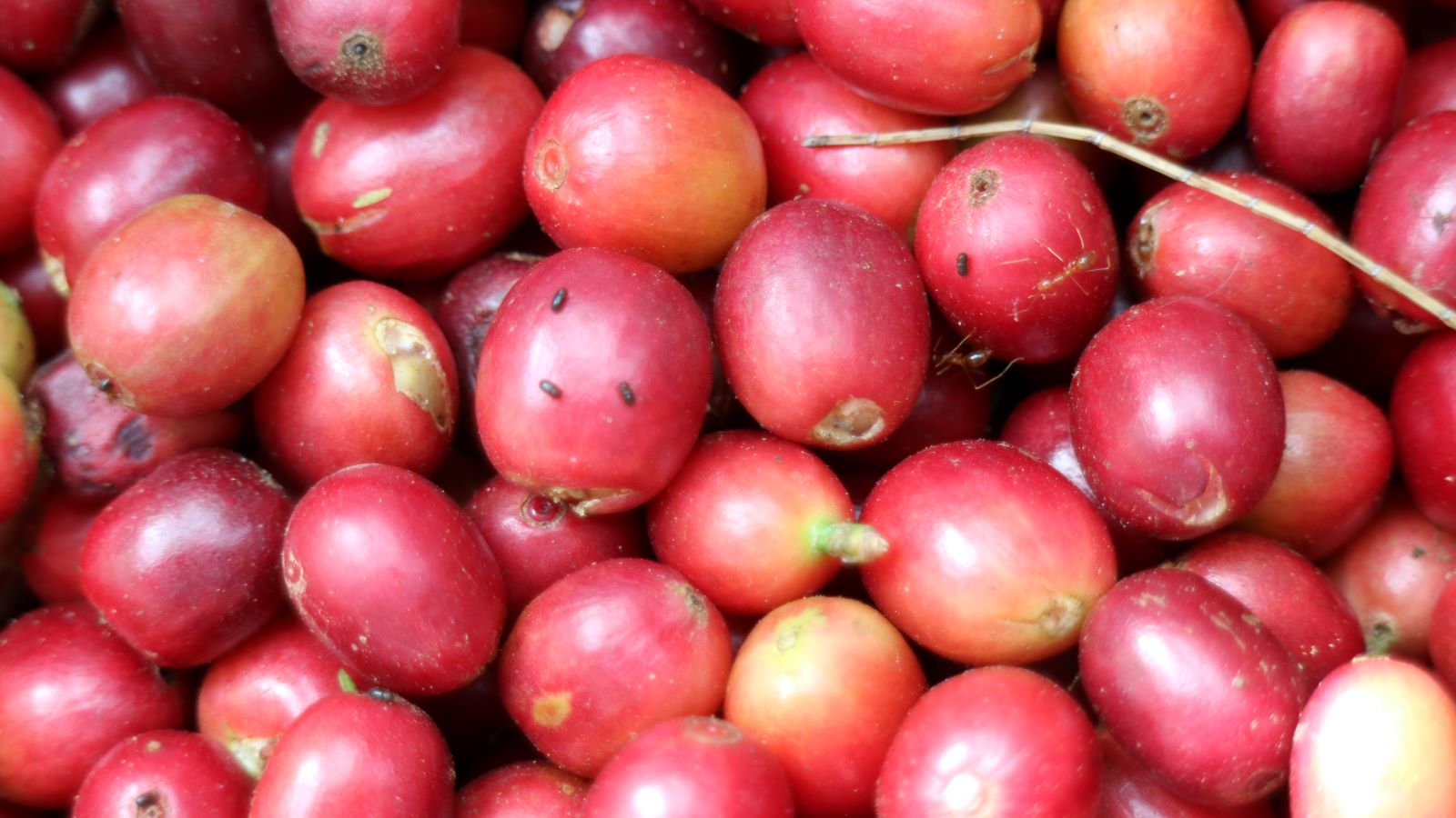 Insects on a bunch of coffee cherries