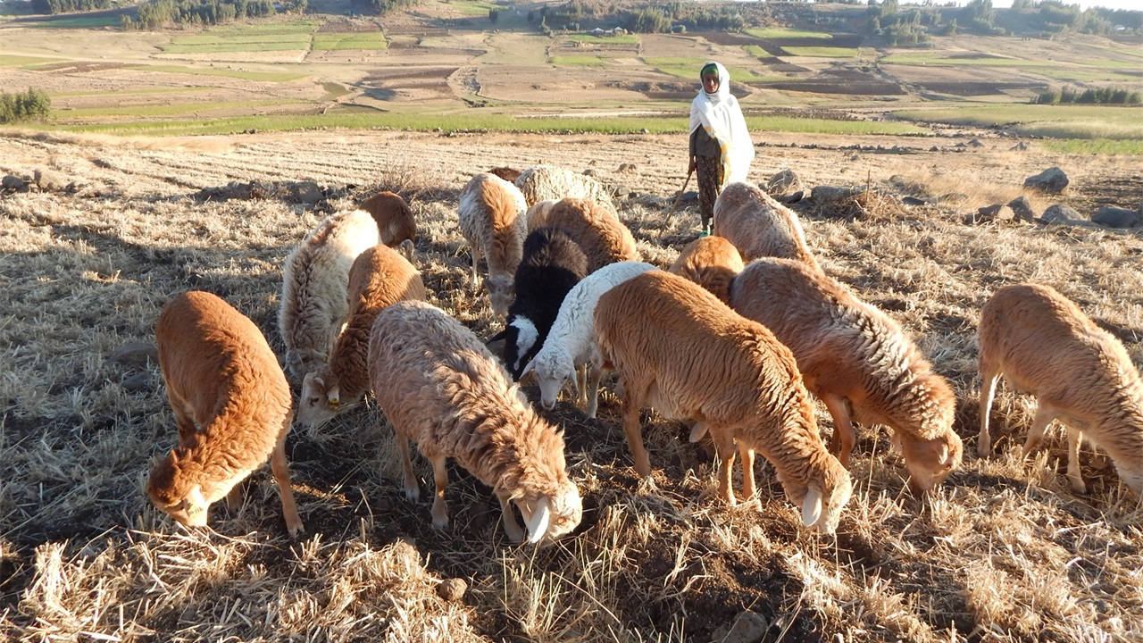 A flock of Menz sheep