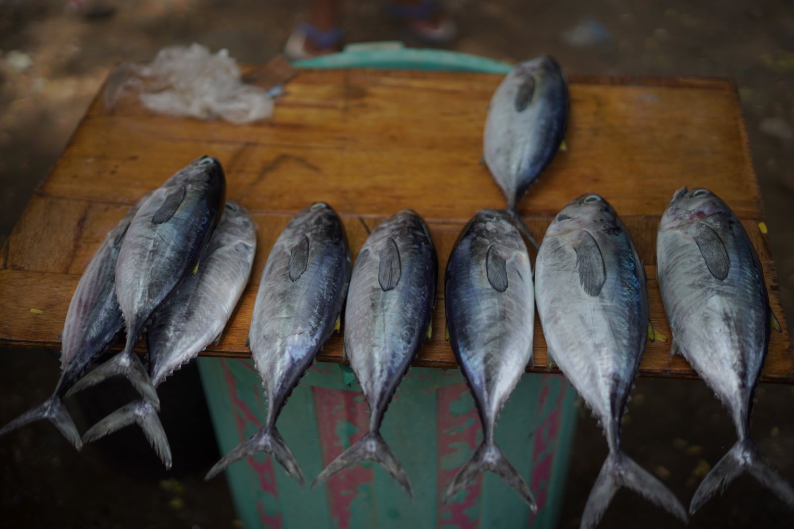 Fish lined up in a row on a bench