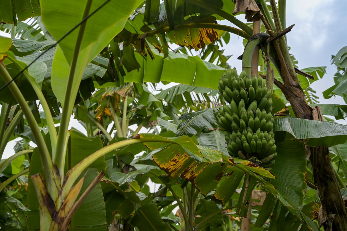 Close up of bananas on a tree