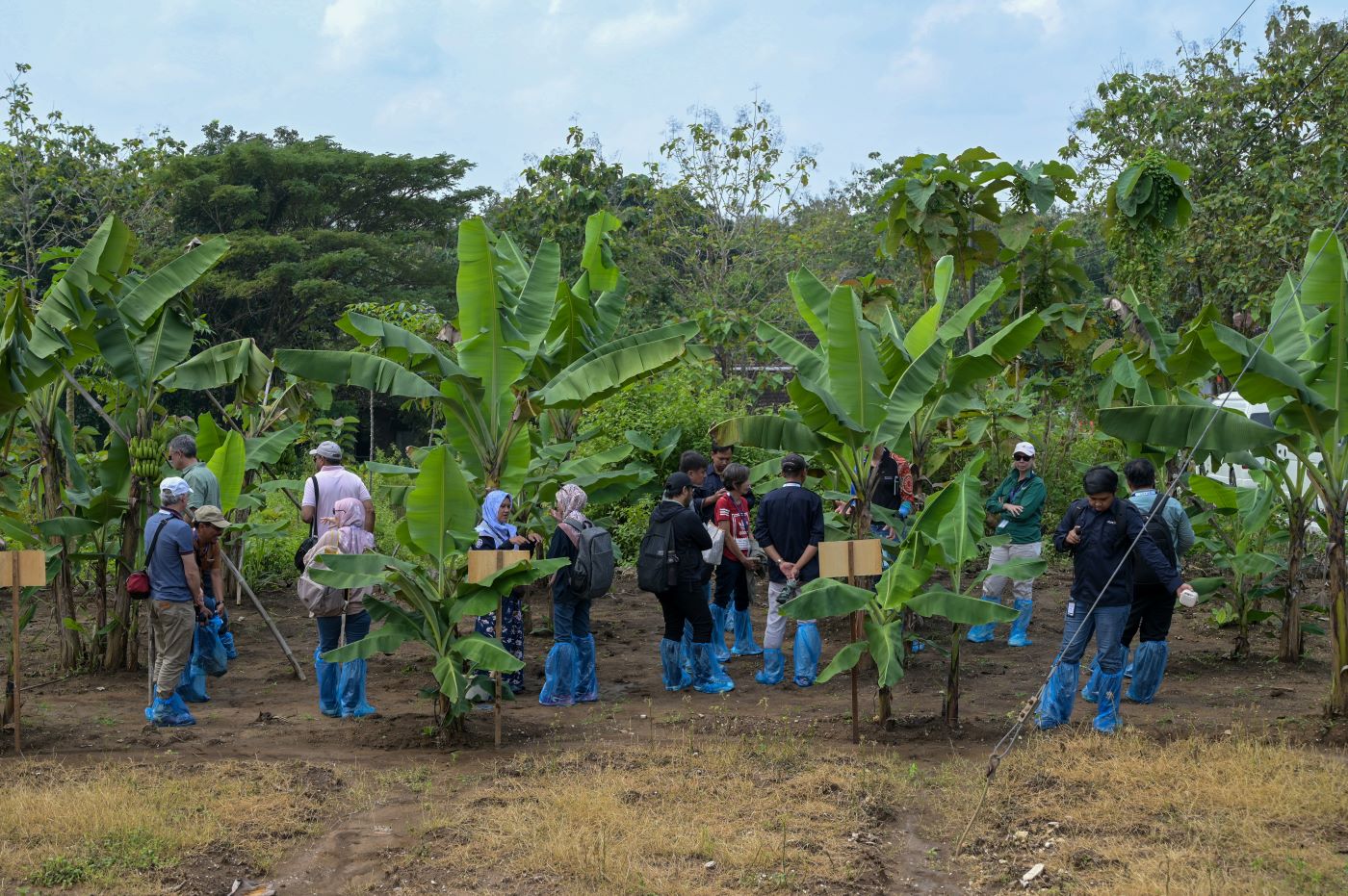 People standing under banana trees wearing blue shoe coverings