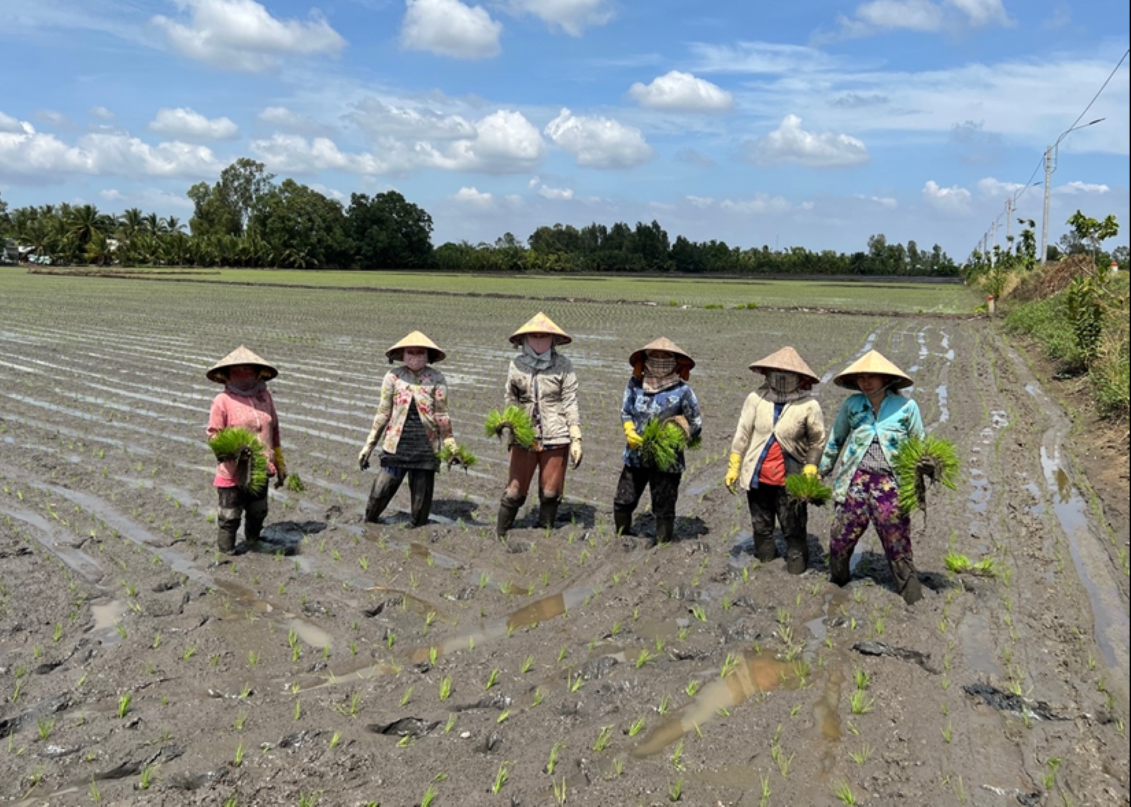 Women standing in a row in a rice field