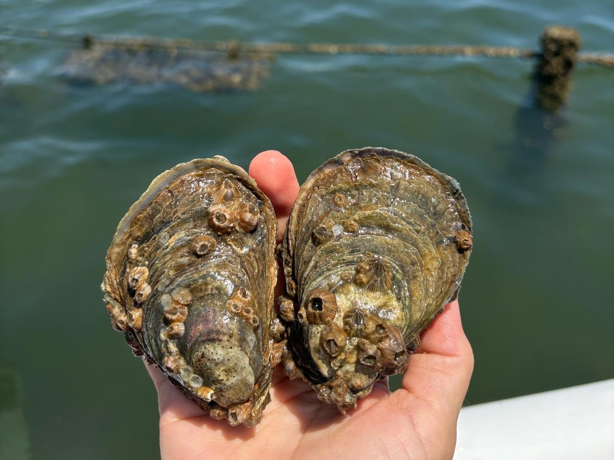 Hand holding two oysters