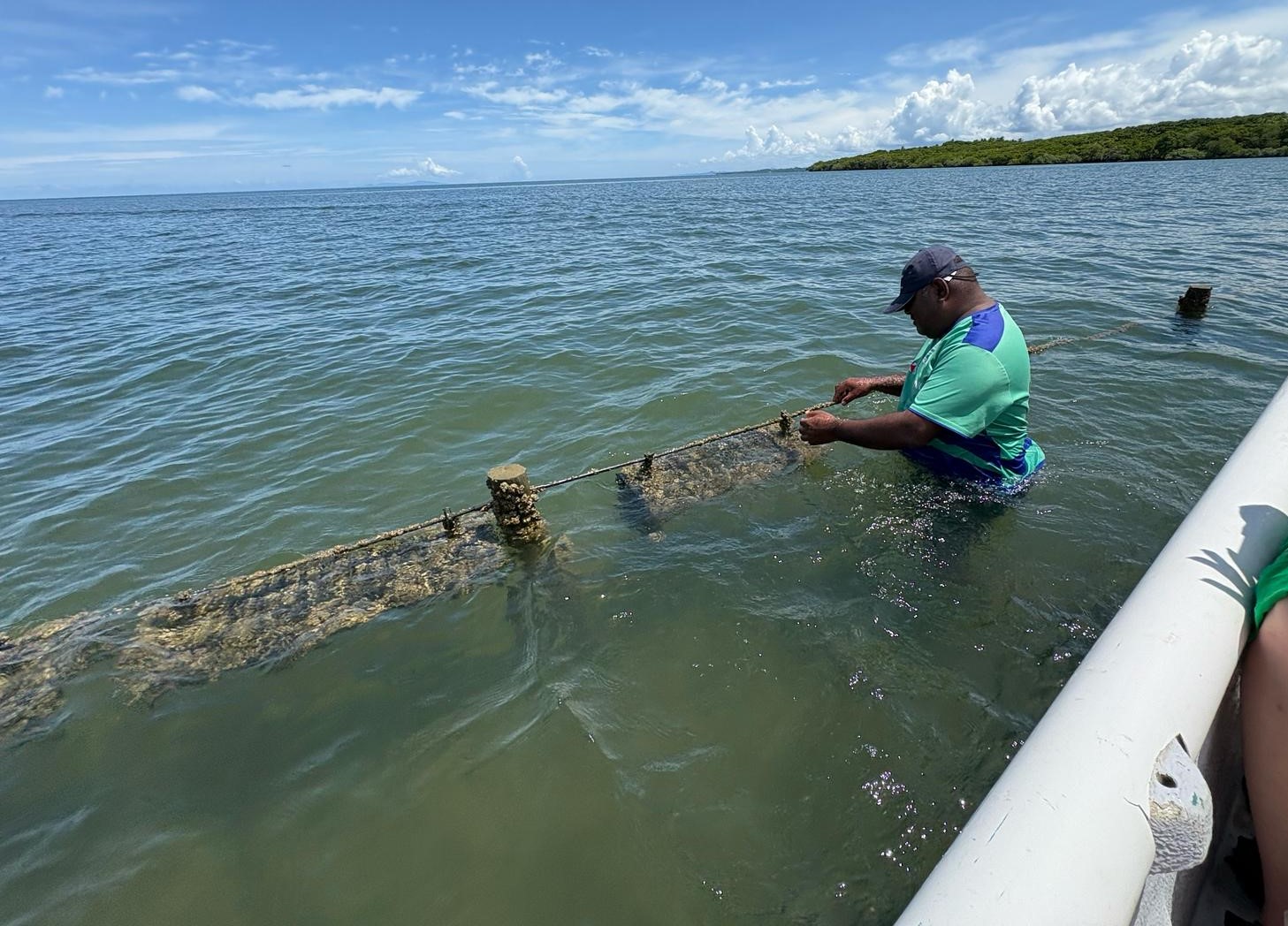 Man in water at an oyster farm