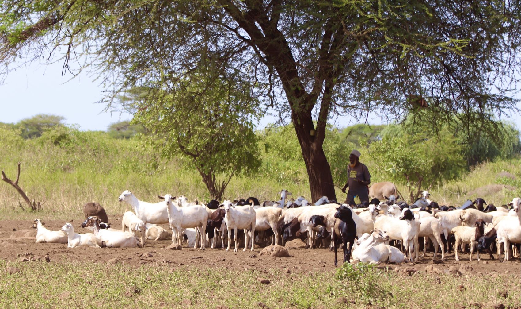 Man with a herd of cattle