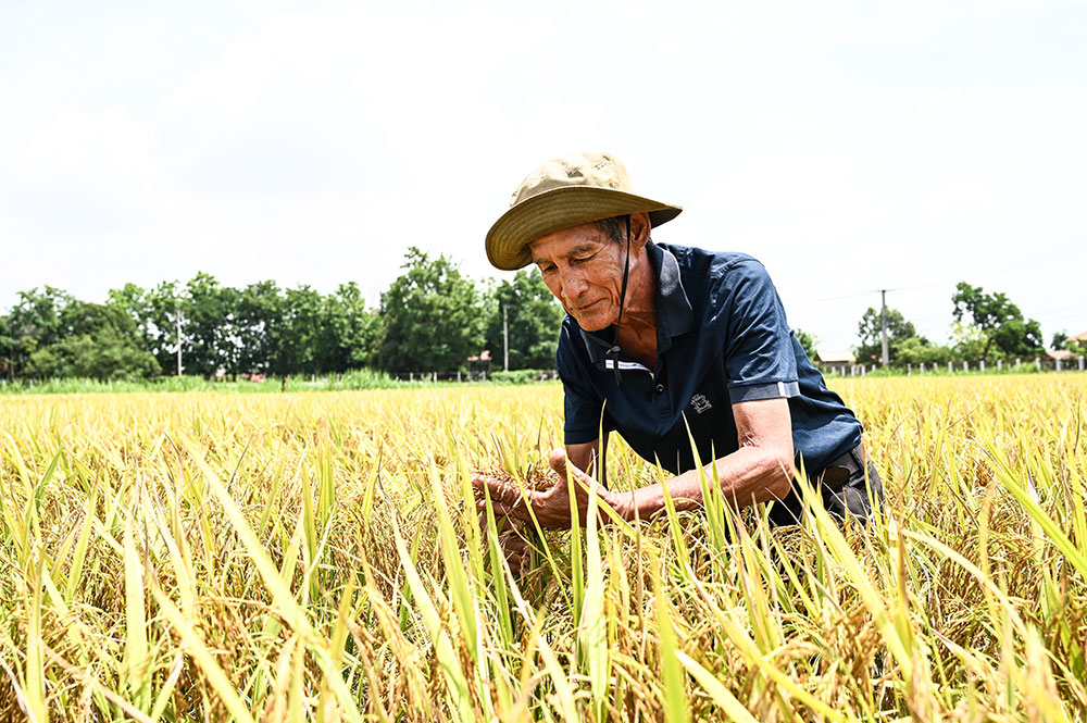 Researchers in Laos are observing a new rice variety developed by the Rice Research Centre in Laos