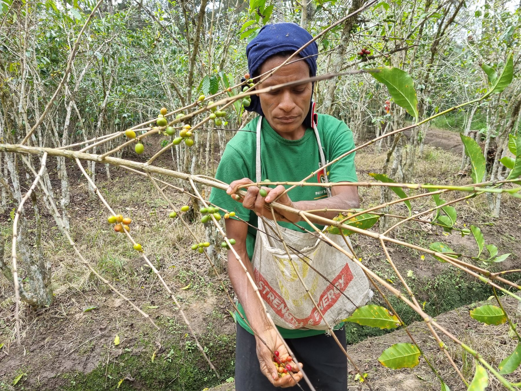 A women holding harvested coffee berry from a tree branch