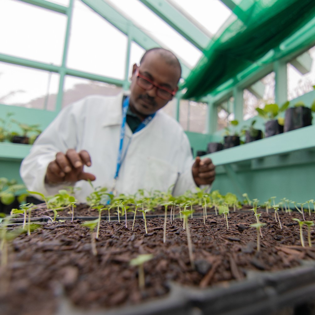A man in a white lab coat working with seedling plants
