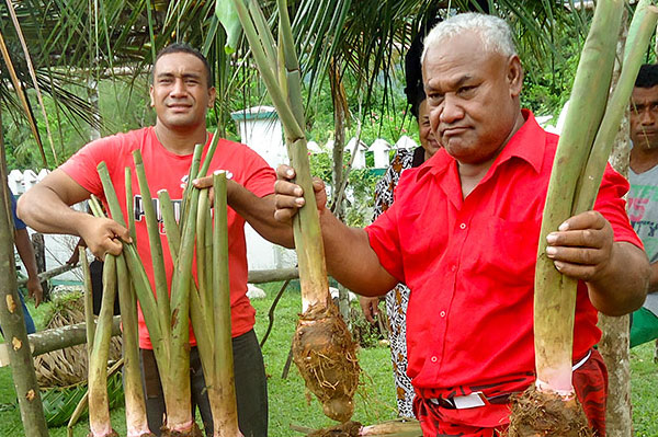 taro in Samoa