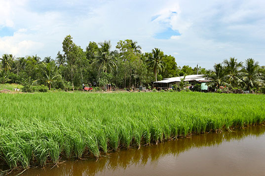 rice growing