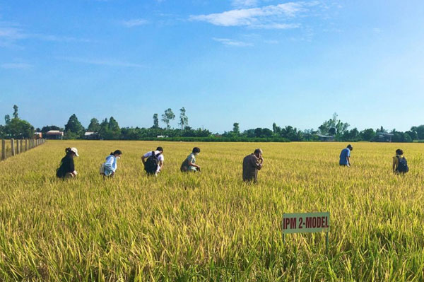 Mekong farmers visiting a rice field applying integrated pest management as part of the project. Photo: Can Tho University