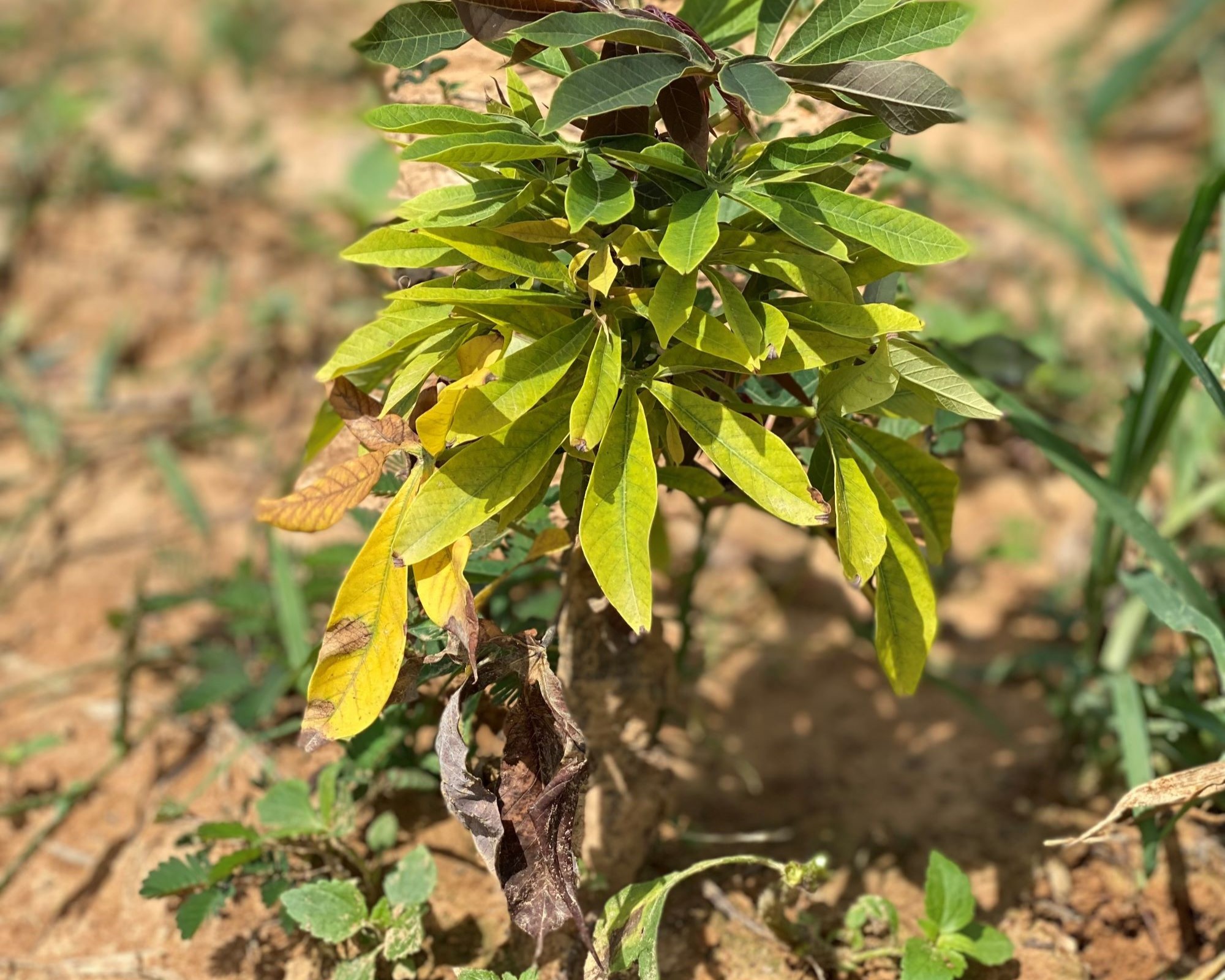 A tree with yellowing leaves.
