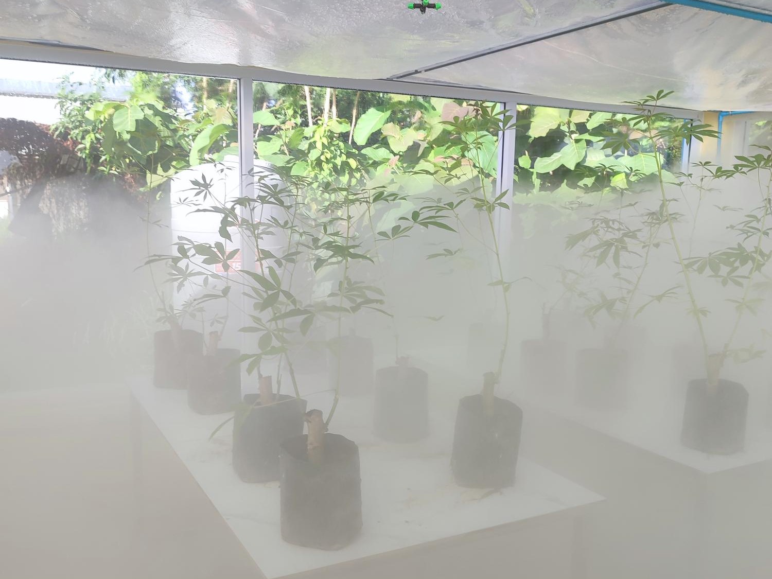 Plants lined up on a table surrounded by a mist-like cloud.