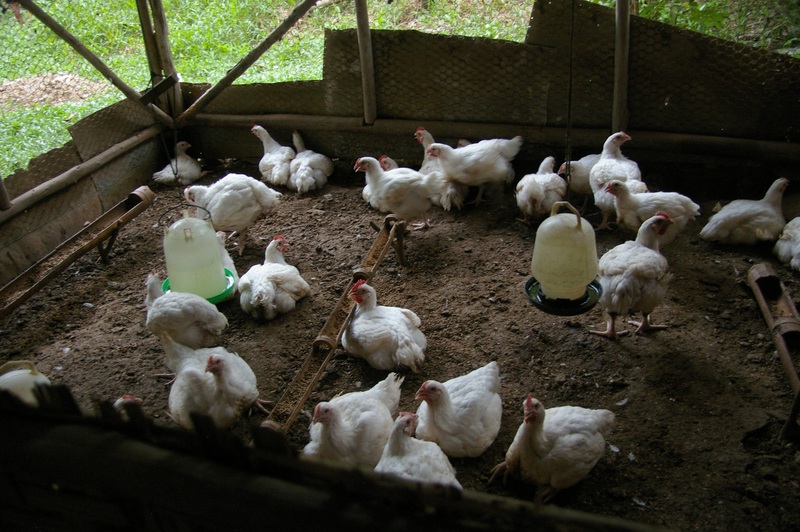 Chickens inside a wire enclosure with hanging water dispensers.