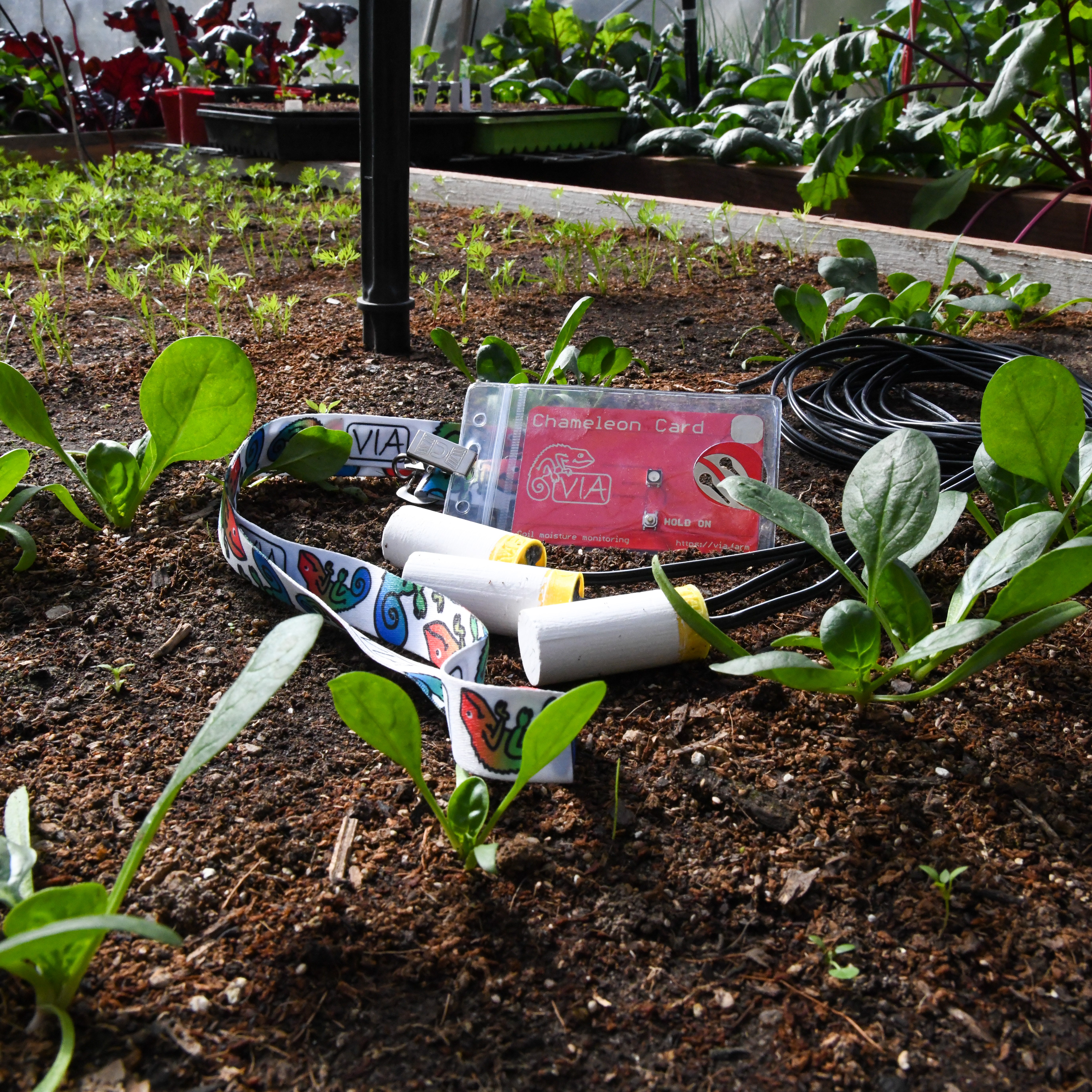Water sensing technology sitting in the soil of a garden bed