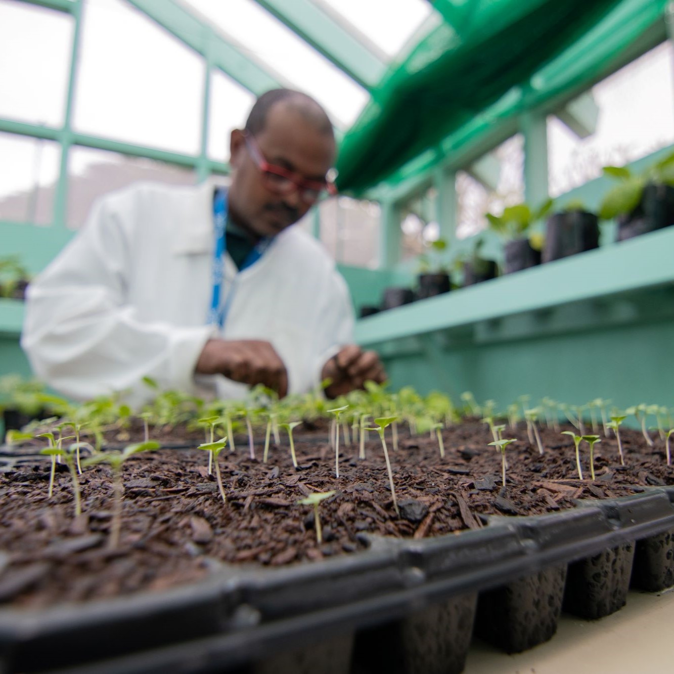 A man in a white lab coat working with seedling plants in a lab