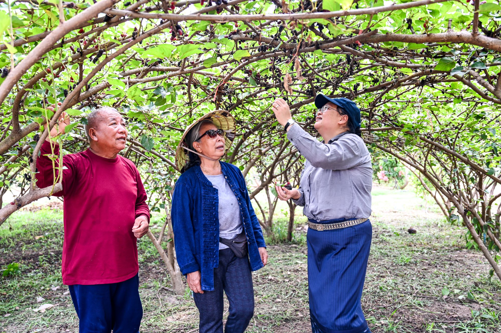 3 people in a field standing under and inspecting a tree