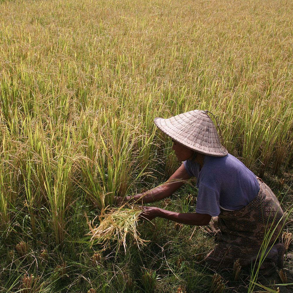 farmer works at a rice field