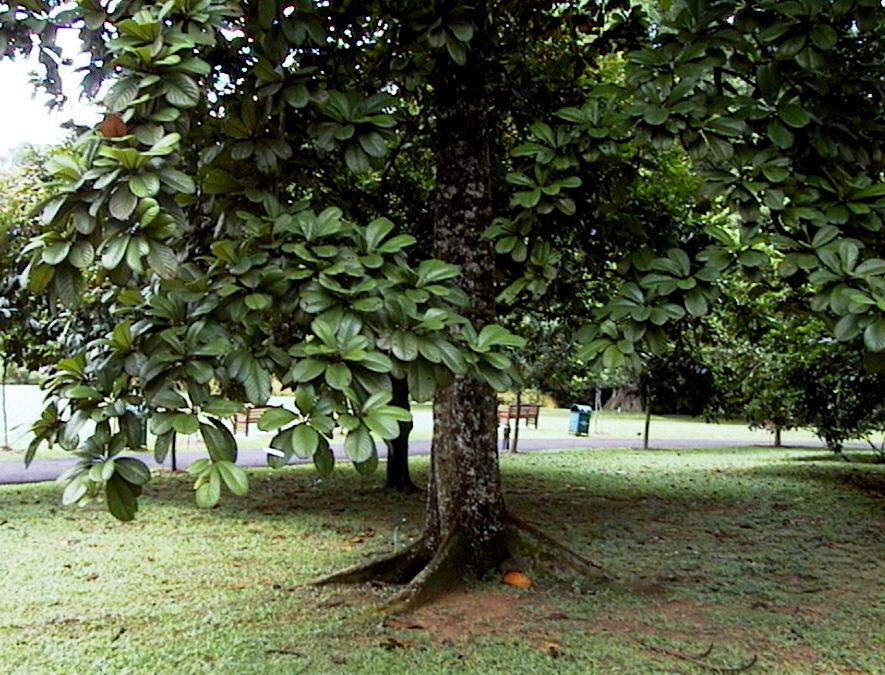 Okari nut tree