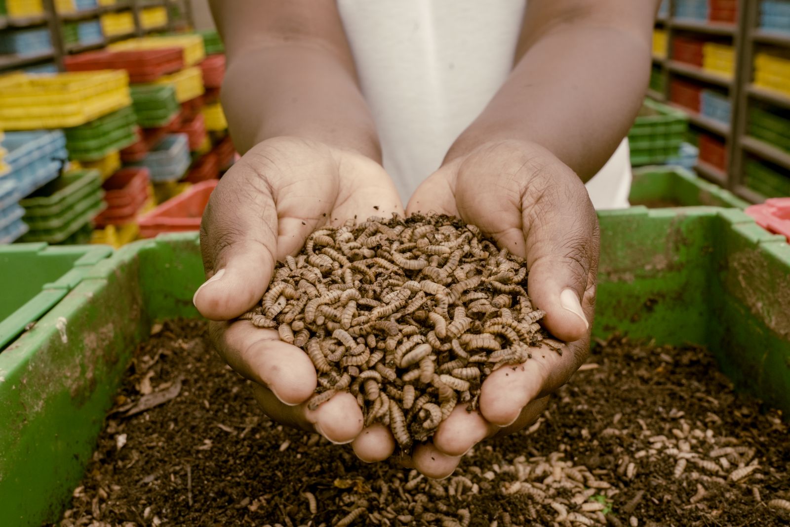Two hands holding black soldier fly larvae over a green-coloured tray of organic matter.