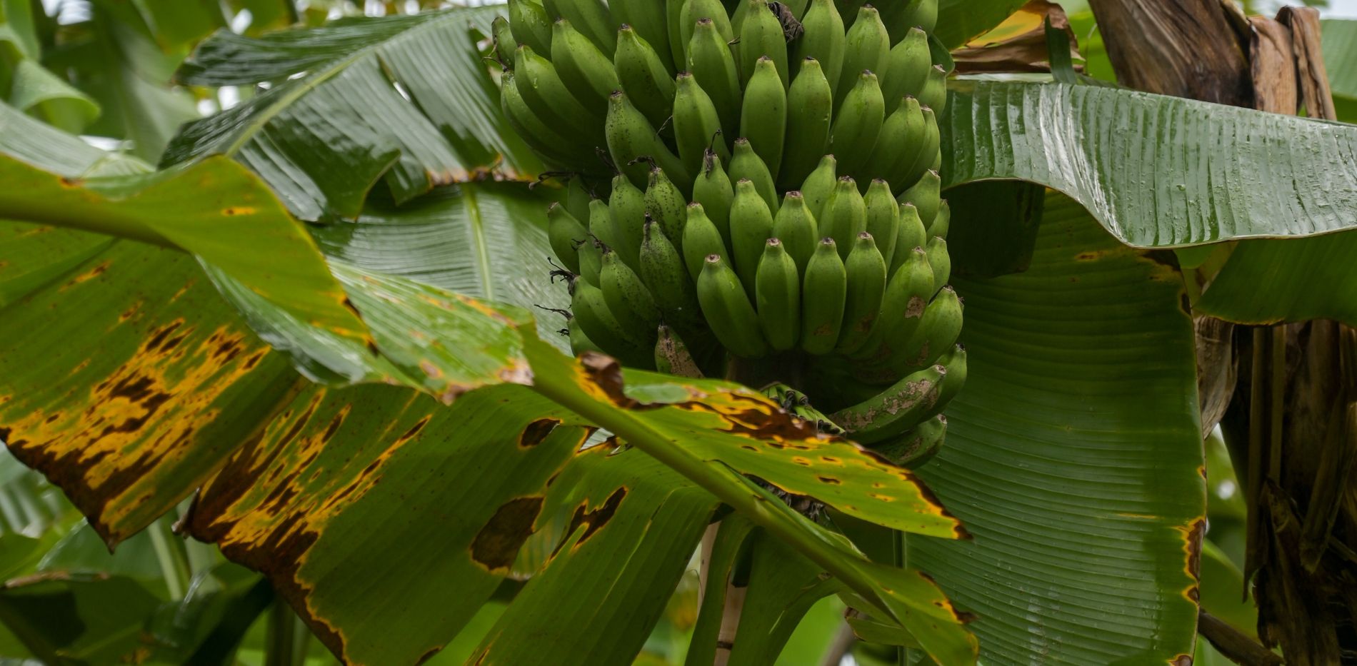 A bunch of green bananas growing on a tree.