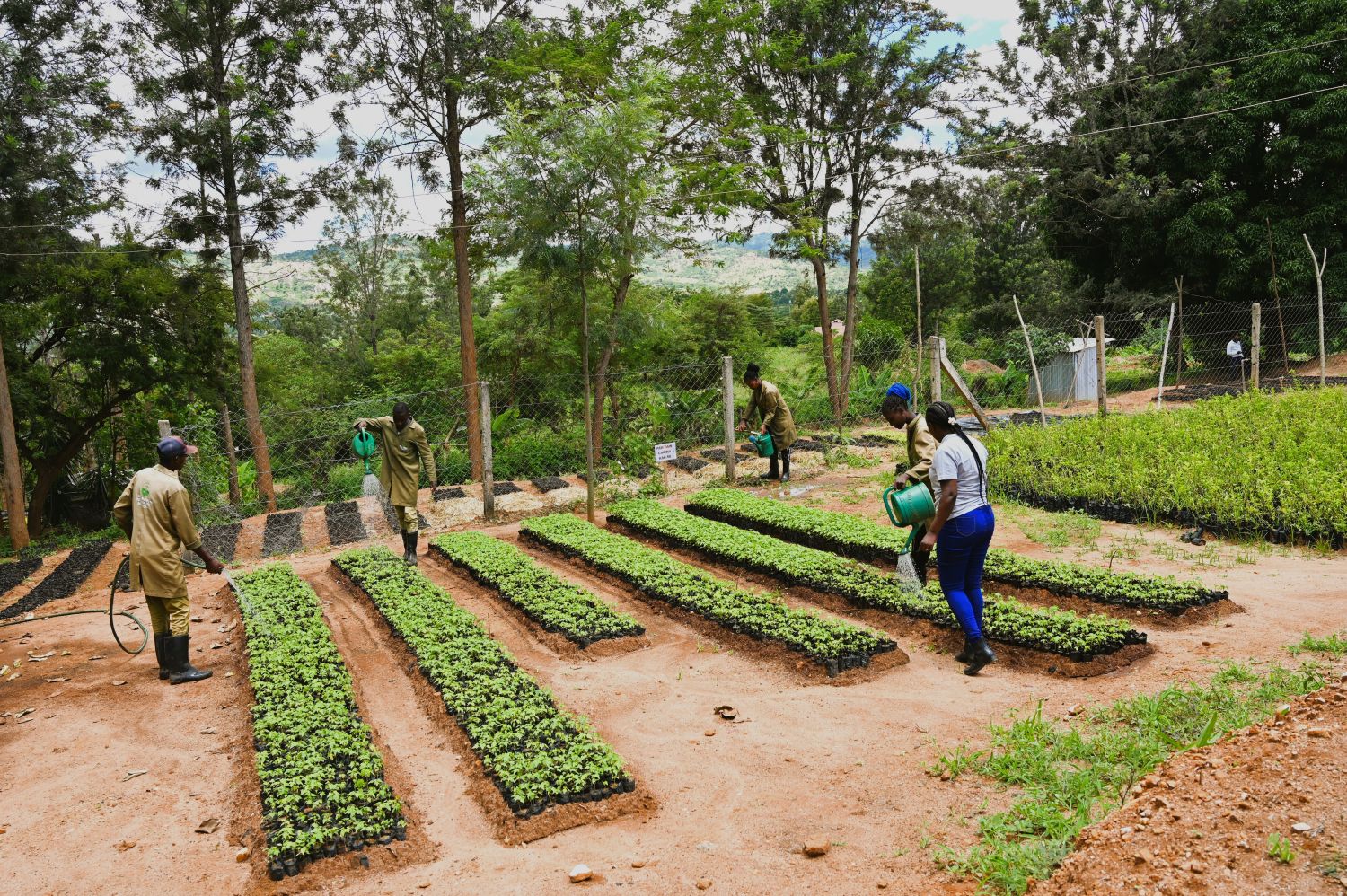 Several farmers water rows of young seedlings in an outdoor nursery, surrounded by tall trees and fencing.
