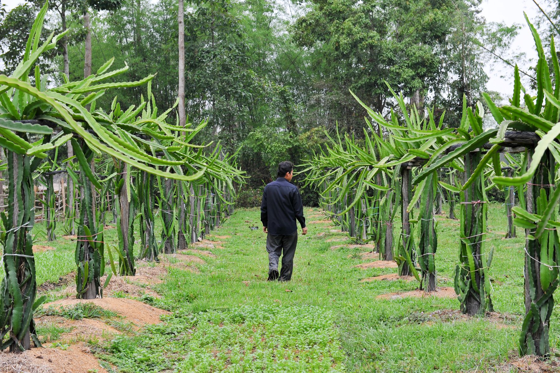 A person walking along a grassy path between rows of plants on posts, with forest tress visible in the background.
