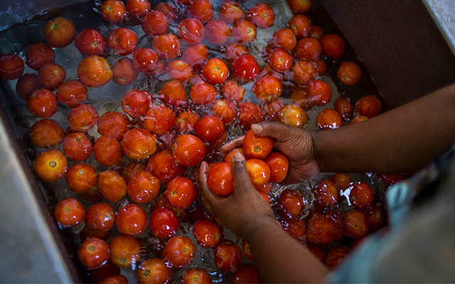 Hands holding fresh red tomatoes submerged in a large basin of water, with many other tomatoes floating around.