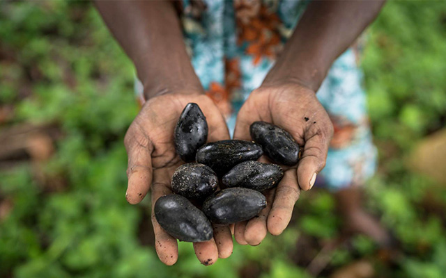 Hands holding several dark, oval-shaped nuts against a background of green foliage.