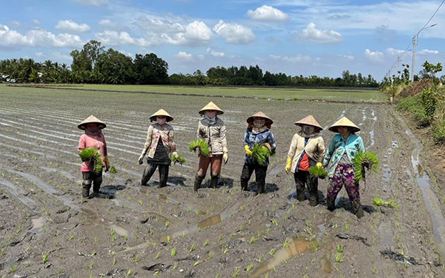 A group of women wearing conical hats stand in a rice field, holding bundles of plants under a bright blue sky.